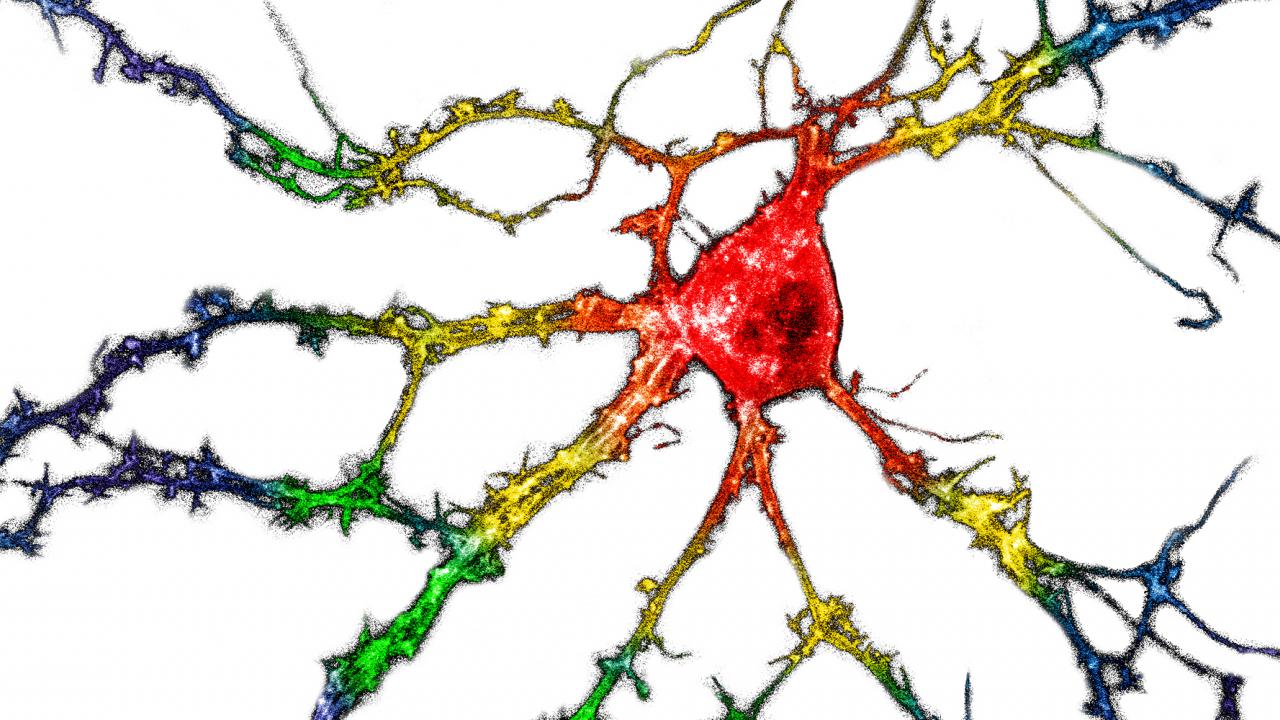 Illustration of a neuron