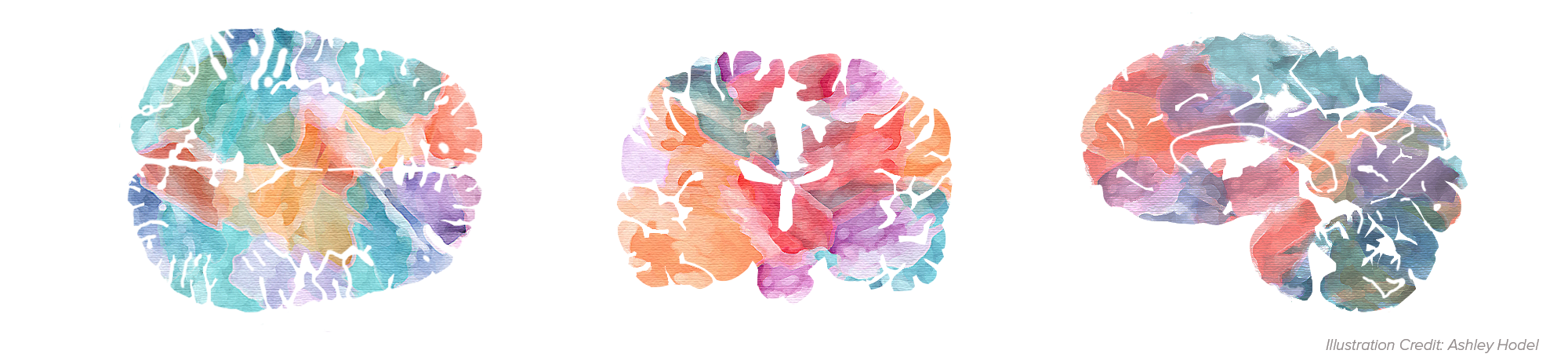 Artistic depiction of different brain views