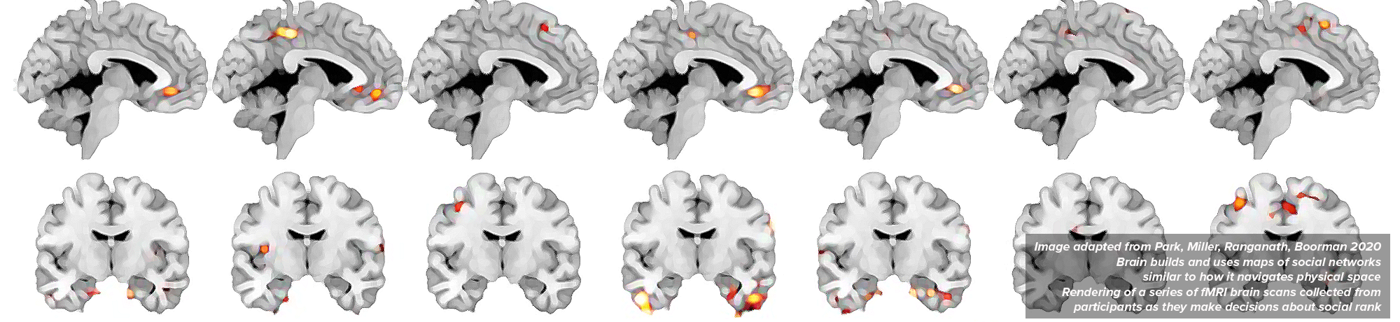 Series of fMRI brain scans from participants as they make decisions about social rank