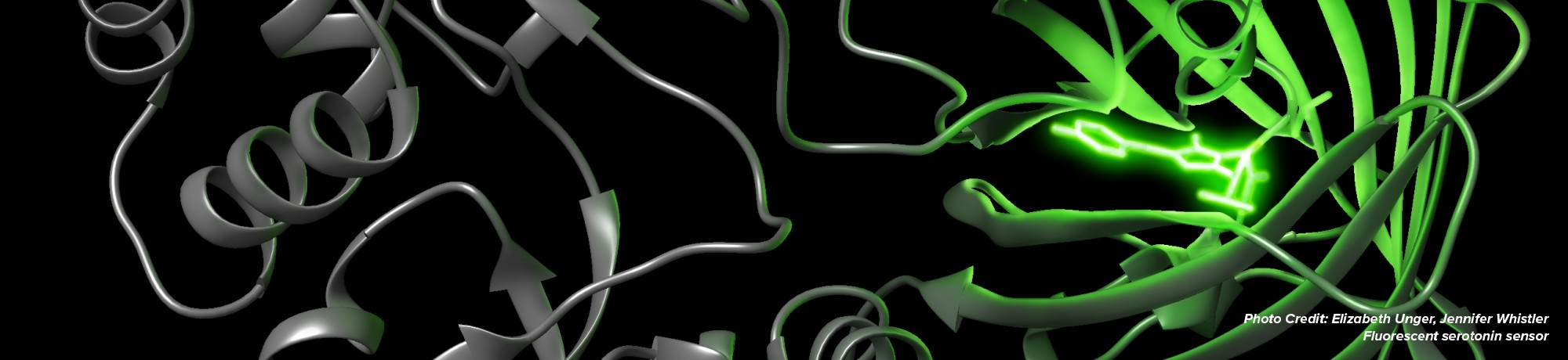Cells and signals- fluorescent serotonin sensor