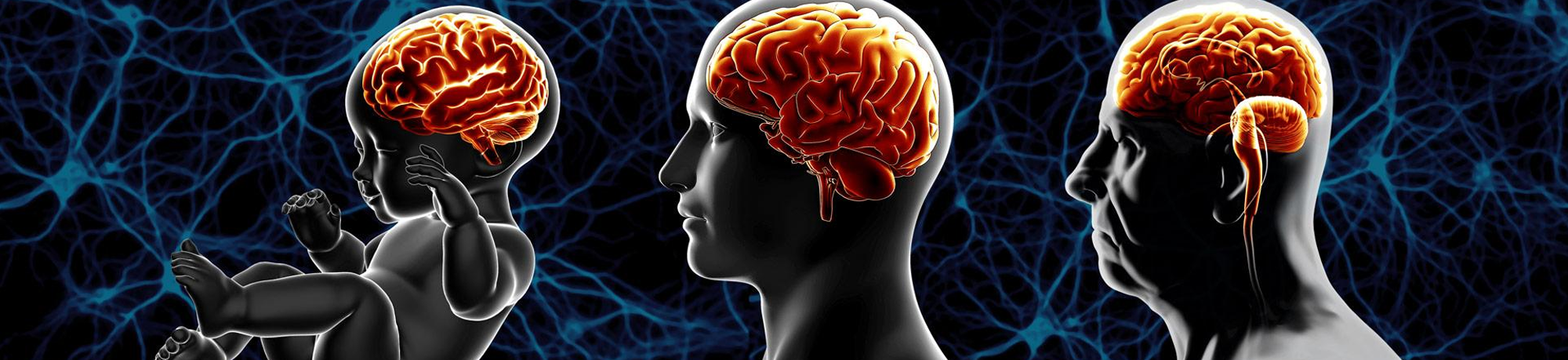 Illustration depicting brain again from infant to geriatric 